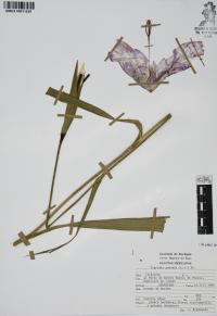 Tigridia pavonia image